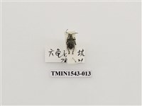 藏品(三錐象鼻蟲科)的圖片